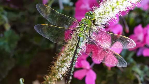 Eine grüne Libelle sitzt auf einer Pflanze. Im Hintergrund sind violette Blumen.