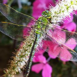 Eine grüne Libelle sitzt auf einer Pflanze. Im Hintergrund sind violette Blumen.