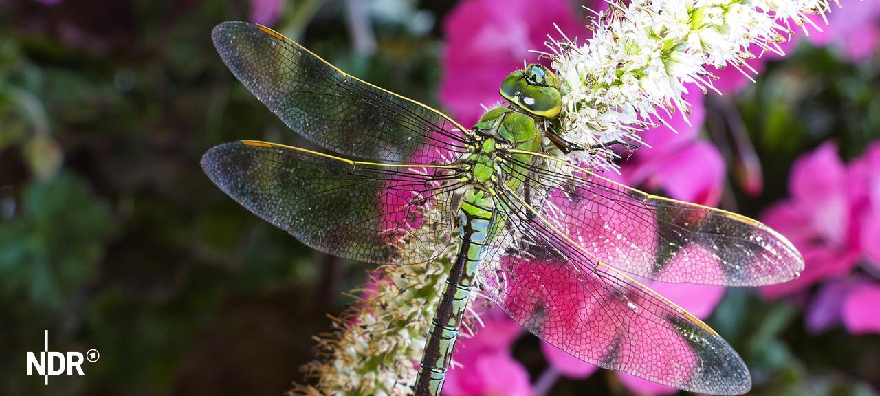 Eine Grüne Mosaikjungfer besuchte Ralf-Georg Janke aus Kreuzfeld (Kreis Ostholstein) im Garten. Er schoss dieses tolle Foto. | Ralf-Georg Janke, Ralf-Georg Janke Eine grüne Libelle sitzt auf einer Pflanze. Im Hintergrund sind violette Blumen.