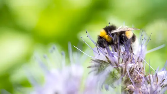 Eine Hummel sitzt auf einer lilafarbenen Bienenweide. | NDR, Anja Deuble Eine Hummel sitzt auf einer lilafarbenen Bienenweide.