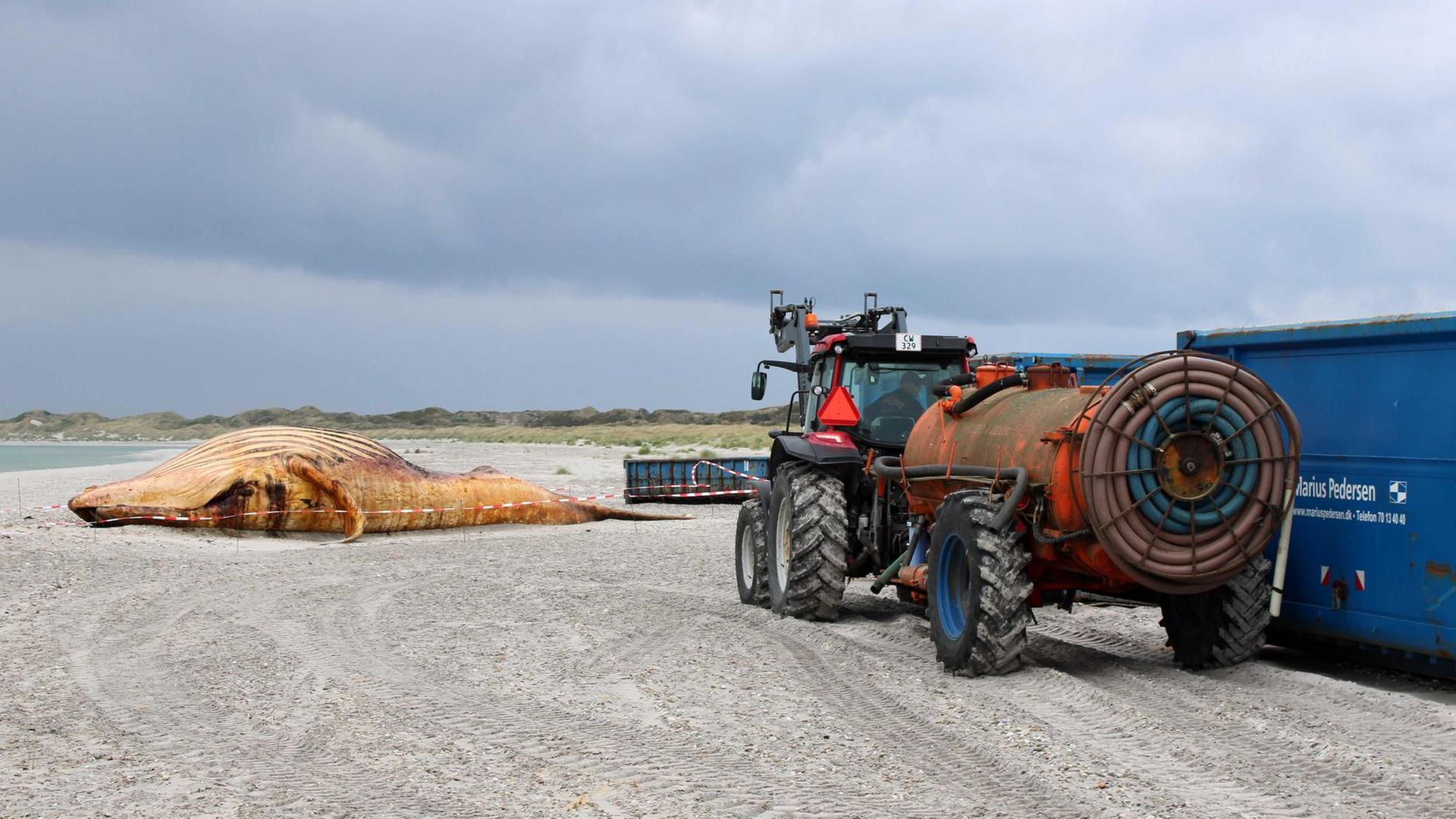Buckelwal endet als Biodiesel und Biomasse