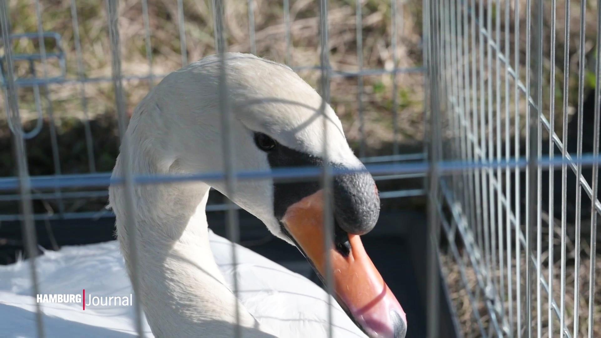 Feuerwehr rettet Schwan zwischen Billstedt und Moorfleet