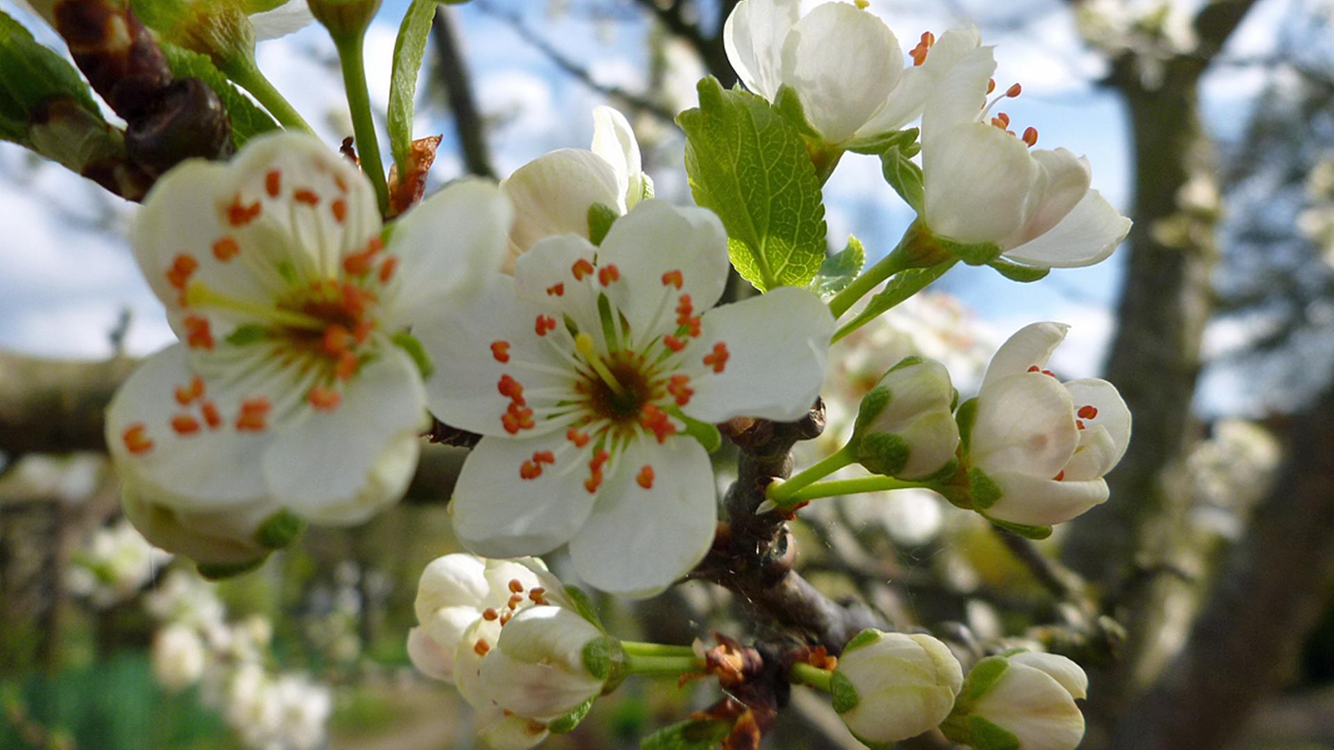 Apfelblüten | NDR, Kristina Koch aus Rostock