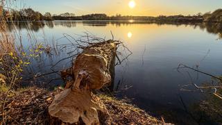 Ein von Bibern gefällter Baumstamm liegt im Wasser - im Hintergrund geht die Sonne unter.