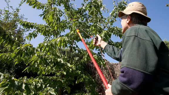 Kirschbaum scheiden - am besten im Sommer | ndr.de
