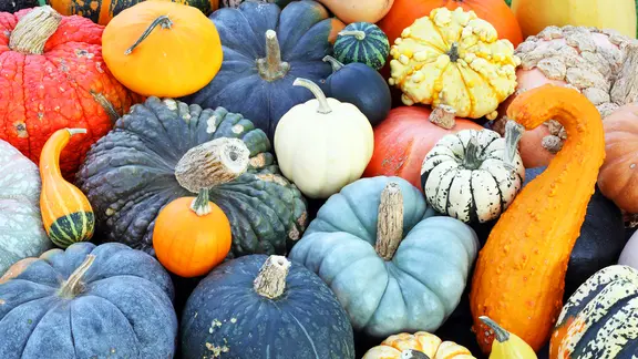Verschiedene Kürbisse unterschiedlicher Formen und Farben liegen dicht beieinander. | picture alliance/Bildagentur-online, Schreiter Verschiedene Kürbisse unterschiedlicher Formen und Farben liegen dicht beieinander.