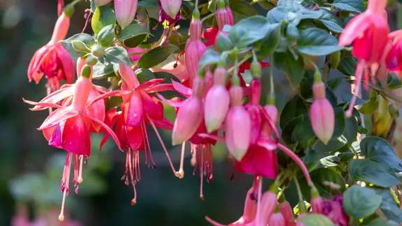 Blüten einer Fuchsie
