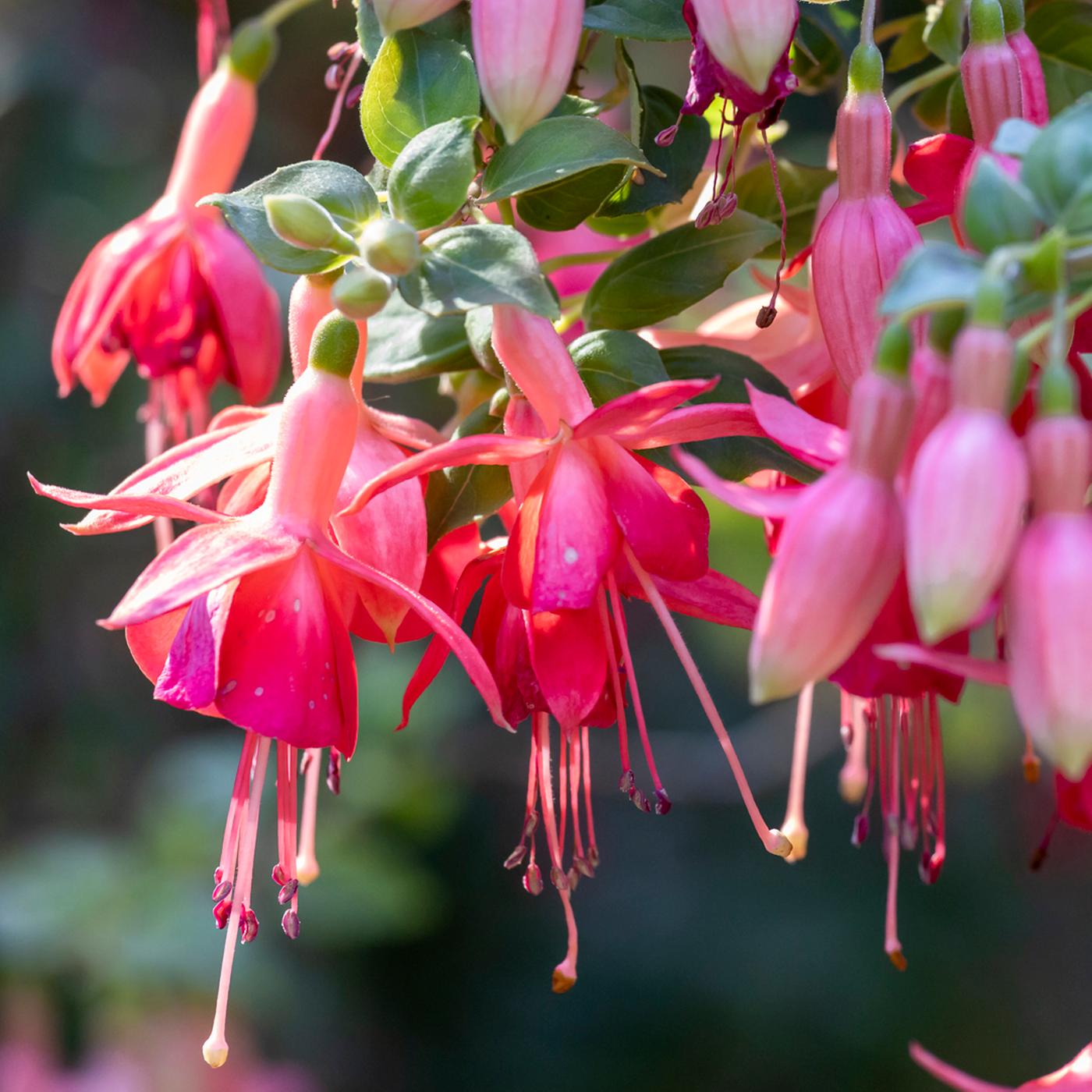 Gartenkalender Juli: pflegen, ernten und genieen