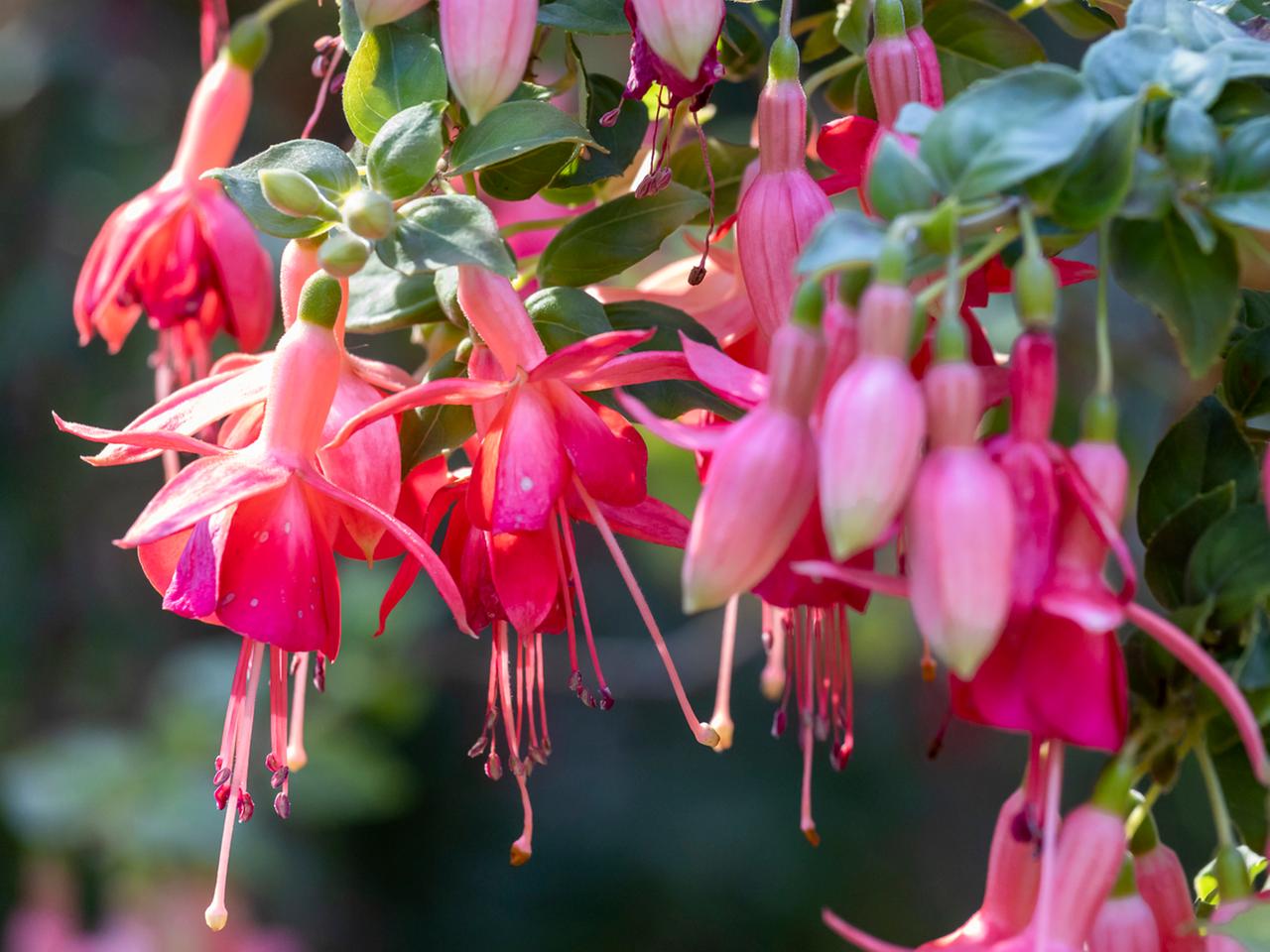 Gartenkalender Juli: pflegen, ernten und genieen
