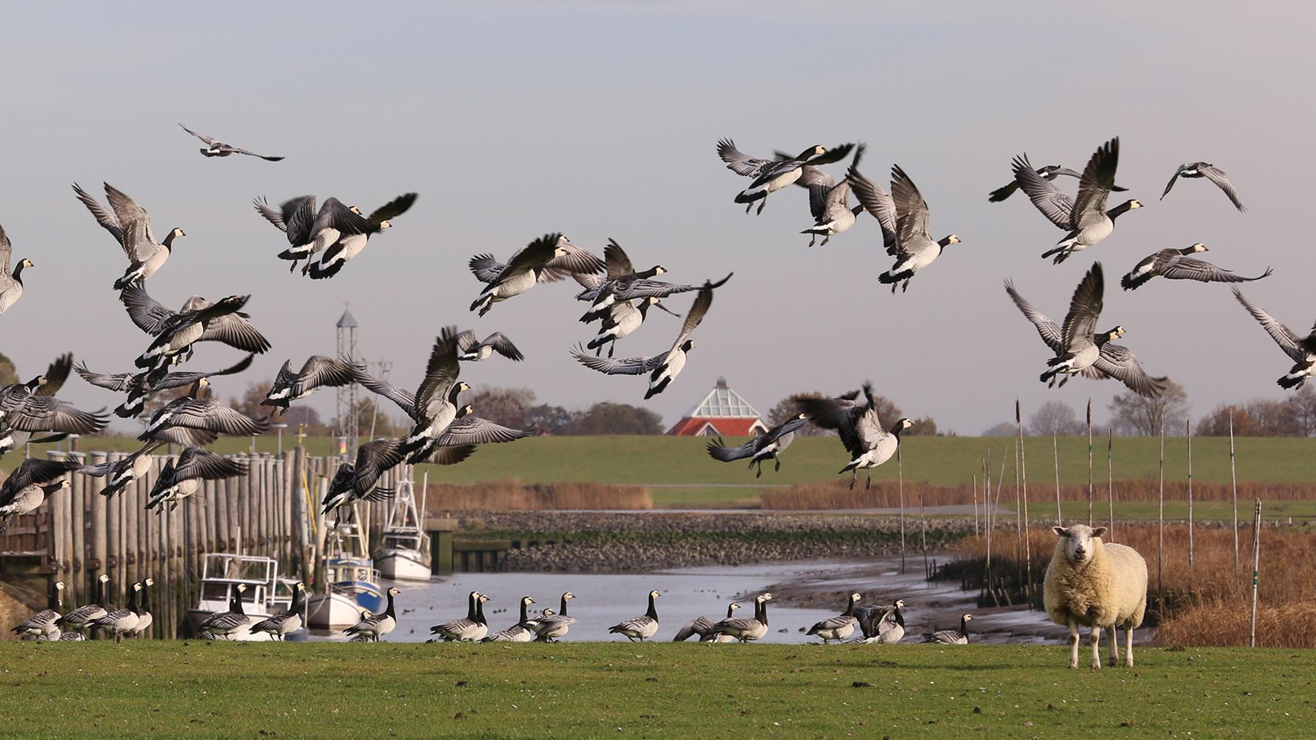 Schäden durch Zugvögel: Gräser-Innovation soll Gänsefraß bekämpfen