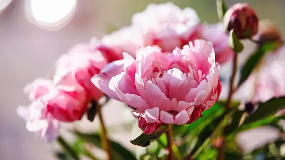 Rosa Pfingstrosen