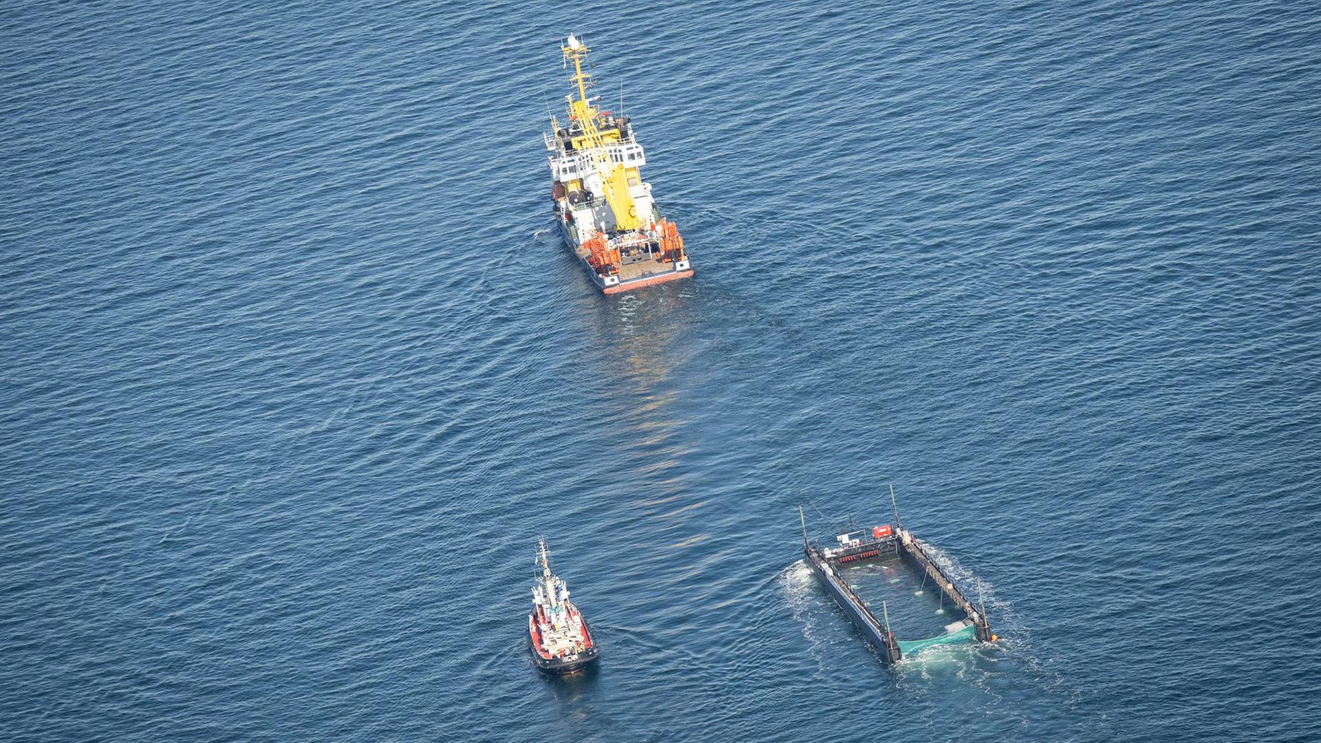 Buckelwal erreicht dänische Küste: Barge auf dem Weg in die Nordsee