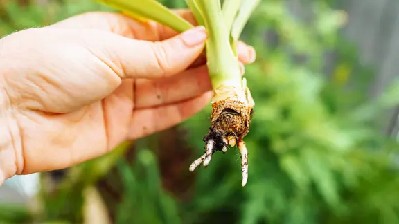 Haben sich am Kopfsteckling Wurzeln gebildet, kann die Yucca eingetopft werden. | IMAGO / Zoonar Kopfsteckling einer Yuccapalme mit kleinen Wurzeln.
