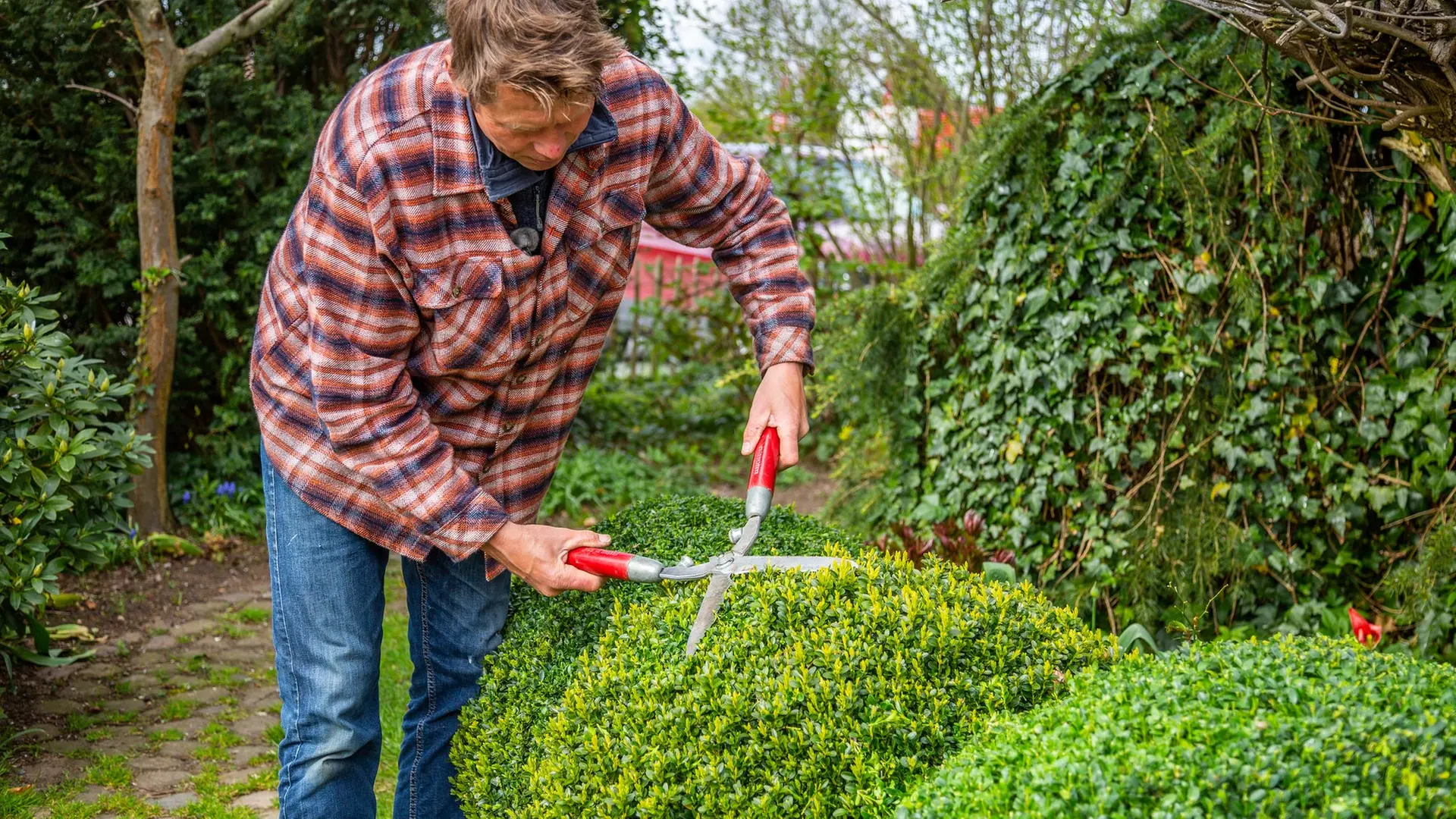 Buchsbäume in Form schneiden und pflegen