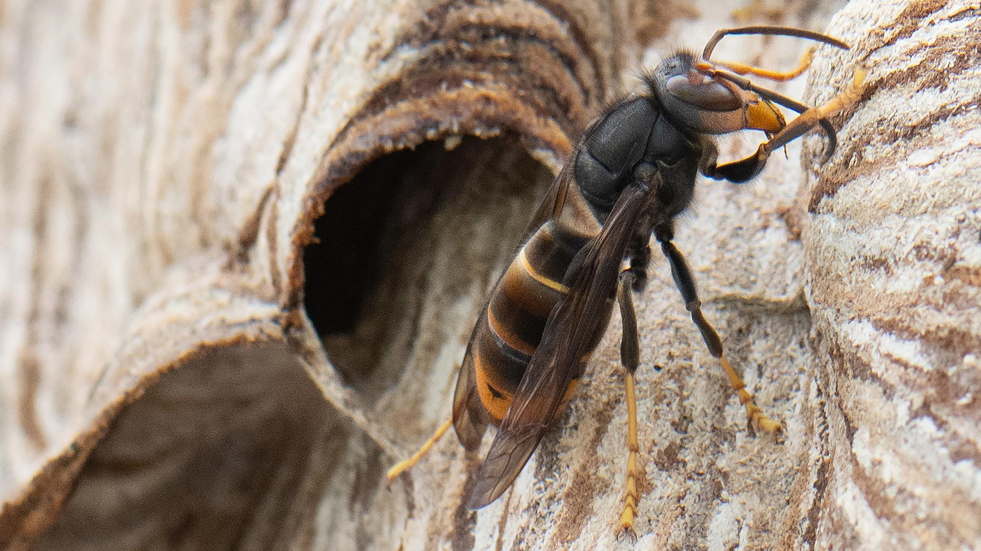 Invasive Asiatische Hornisse breitet sich in Südholstein aus