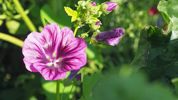 Malven im Garten pflanzen, pflegen und schneiden | ndr.de
