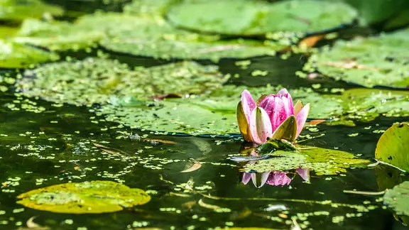 Algen und Seerosen in einem Teich
