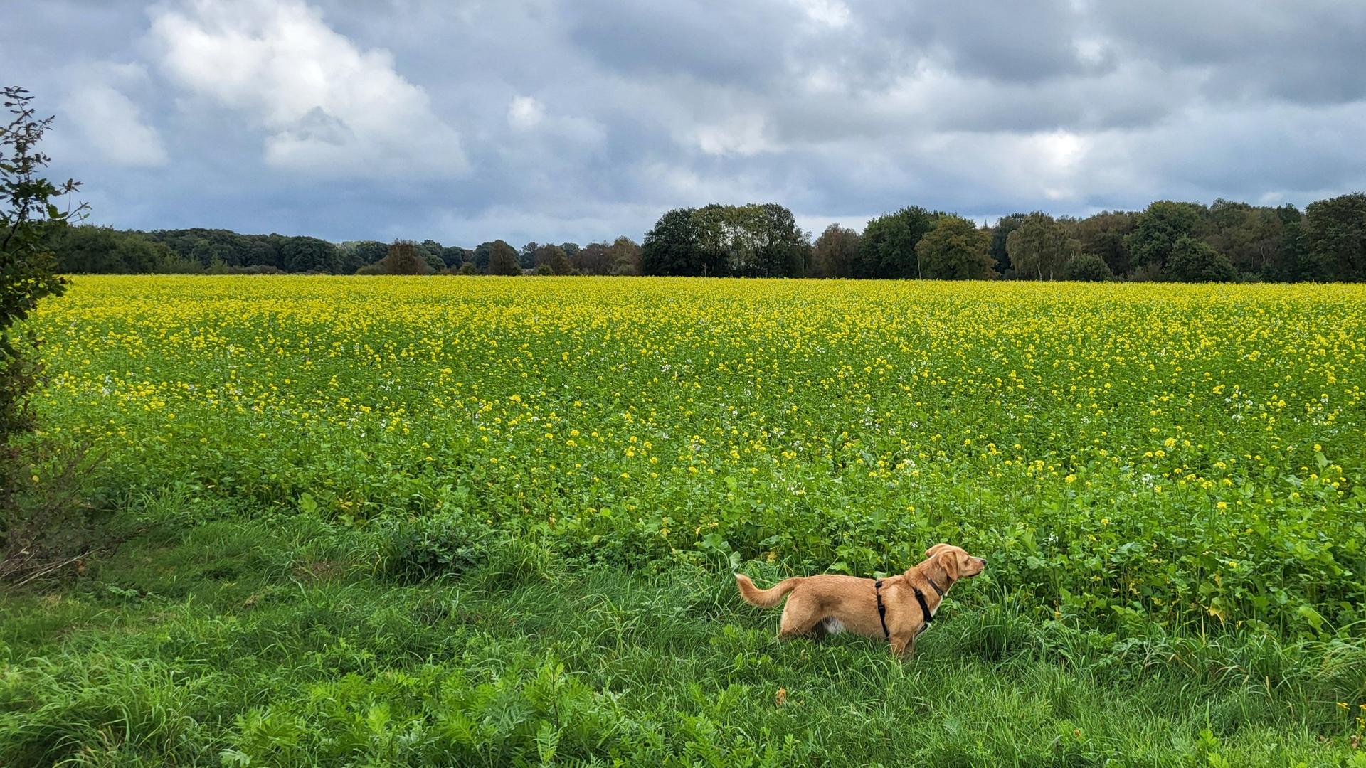 Isernhagen: Hund mit ätzendem Spray angegriffen?