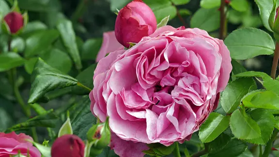 Rose blühende Beetrose "Leonardo da Vinci"