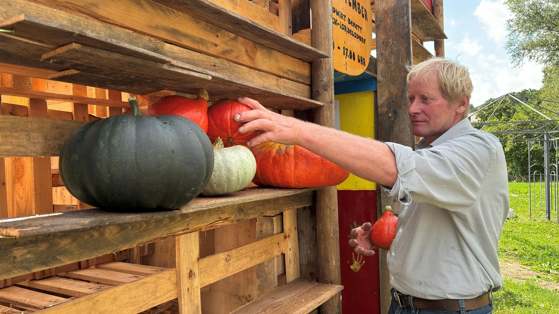 Kürbisse schon reif: Schafe verhelfen Landwirt zur frühen Ernte