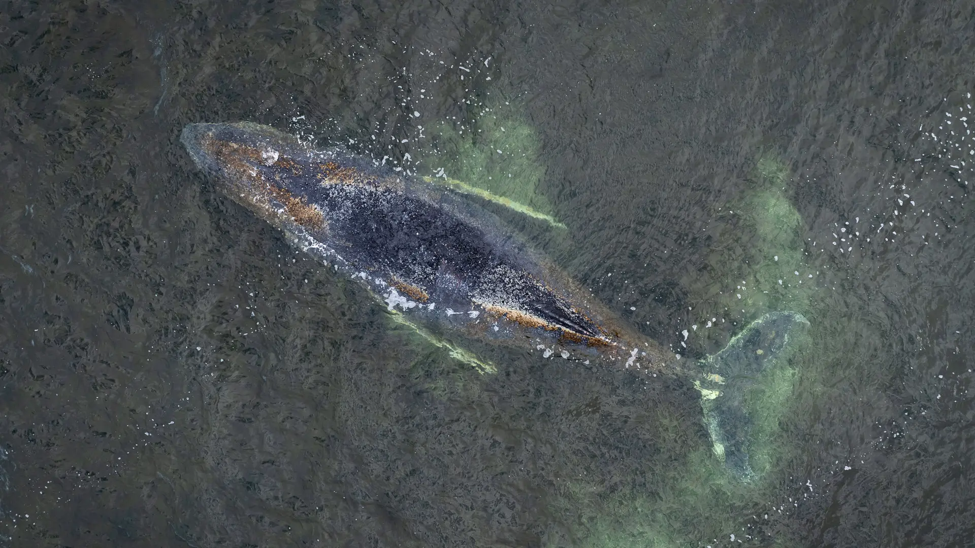 Buckelwal hängt weiter vor Wismar fest - Tier wirkt geschwächt