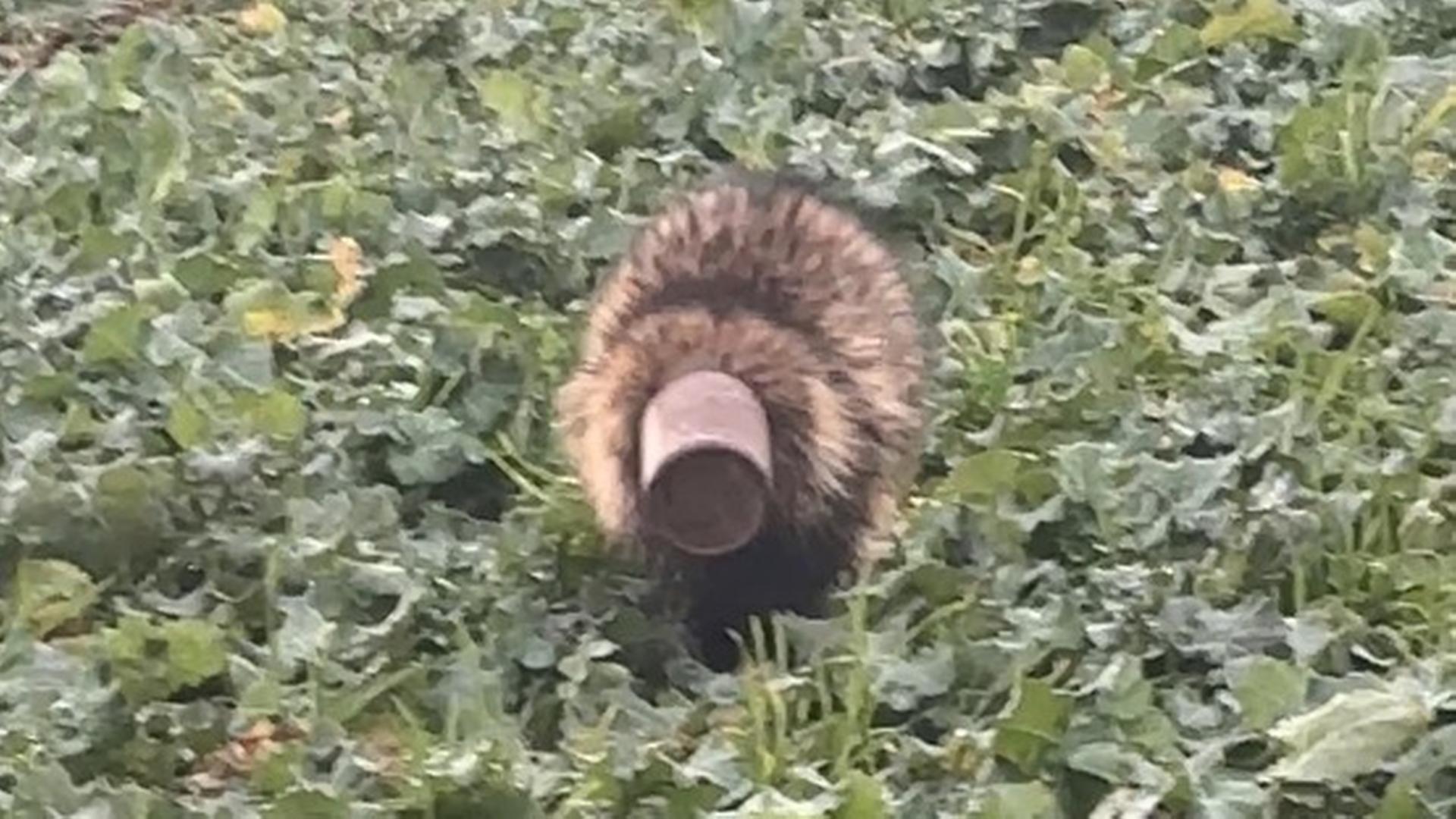 Leezen: Dachs aus misslicher Lage befreit