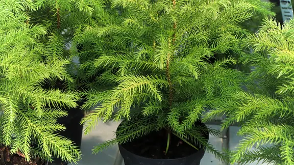 Nahaufnahme dreier Norfolktannen im Topf