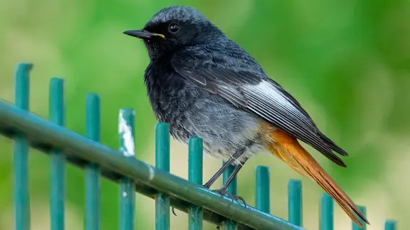 Ein Hausrotschwanz (Phoenicurus ochruros) sitzt auf einem Zaun.