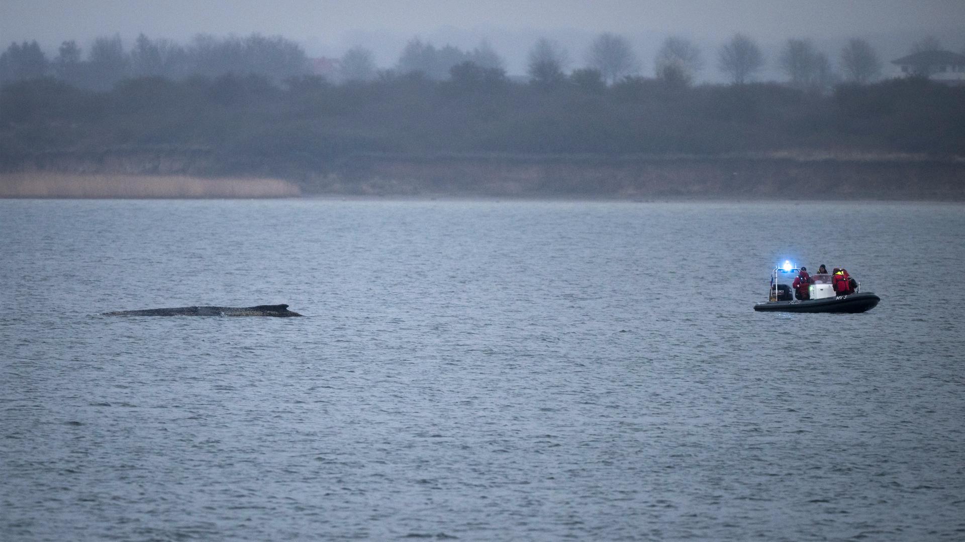 Der WalrÃ¼cken und ein Schlauchboot im Wasser | Philip Dulian