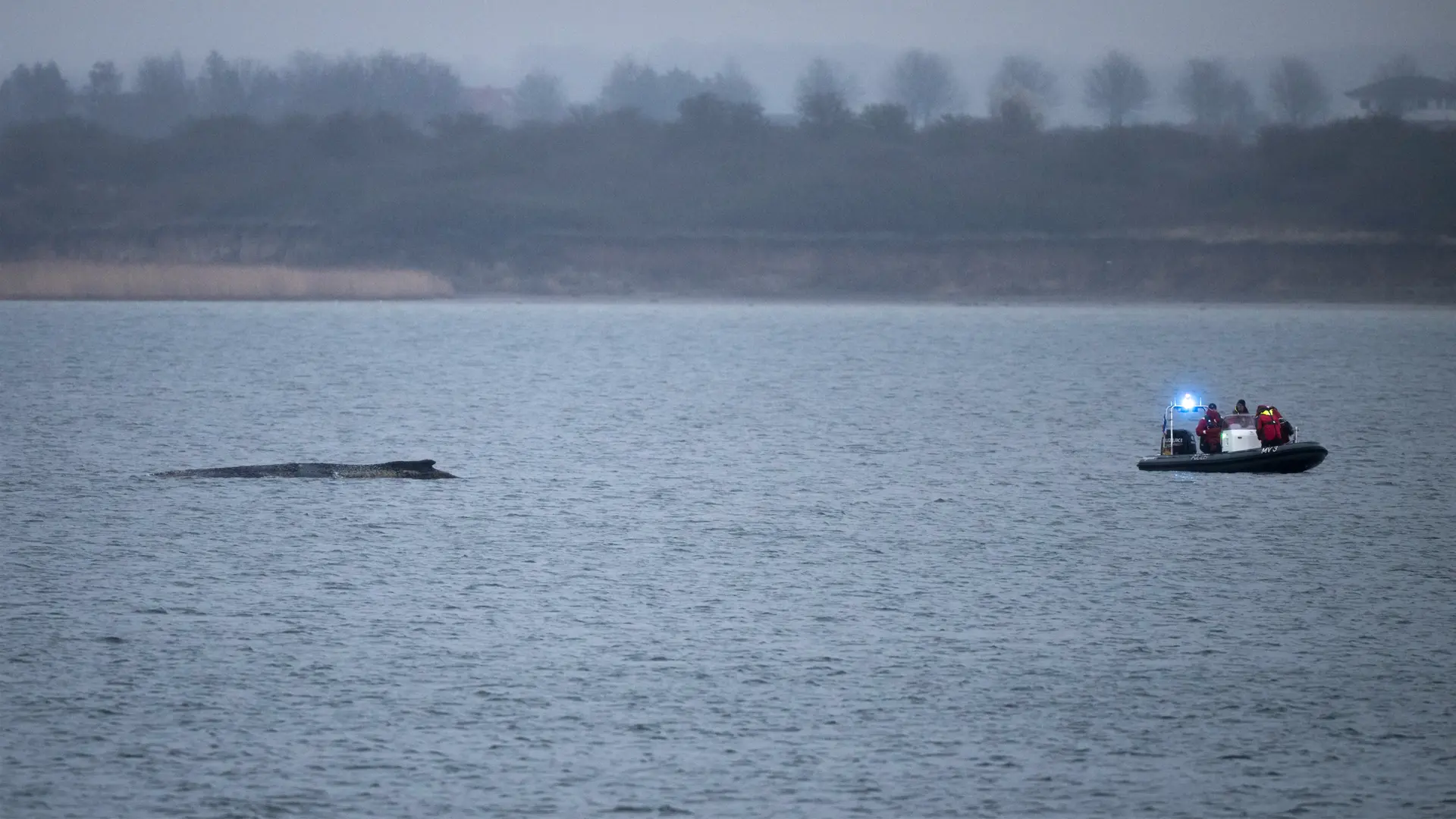 Ministerium: Buckelwal in der Wismarer Bucht schwimmt wieder