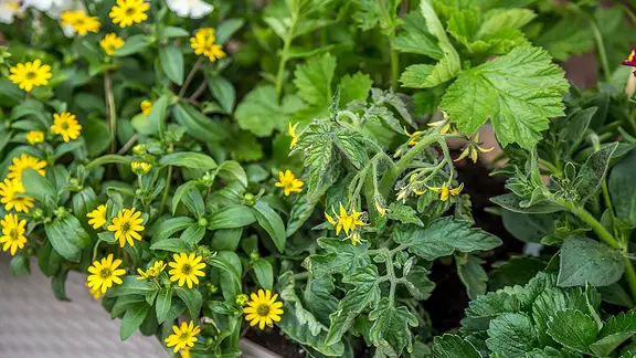 blumenständer mit beleuchtung SunBloom™ Solar Blumenständer Lampe | LED Pflanzentopf Beleuchtung main image 1