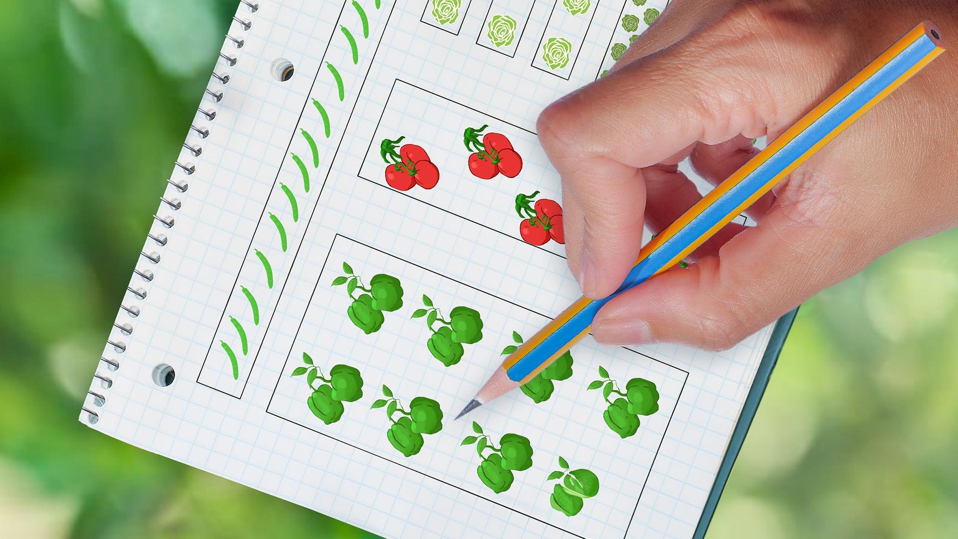 Ein Pflanzplan für Gemüsebeete | AdobeStock