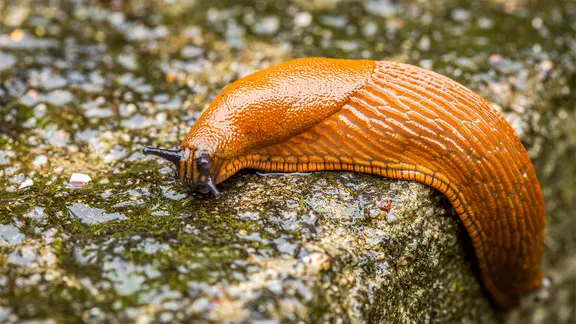 Arion lusitanicus, Spanische Wegschnecke, Nacktschnecke