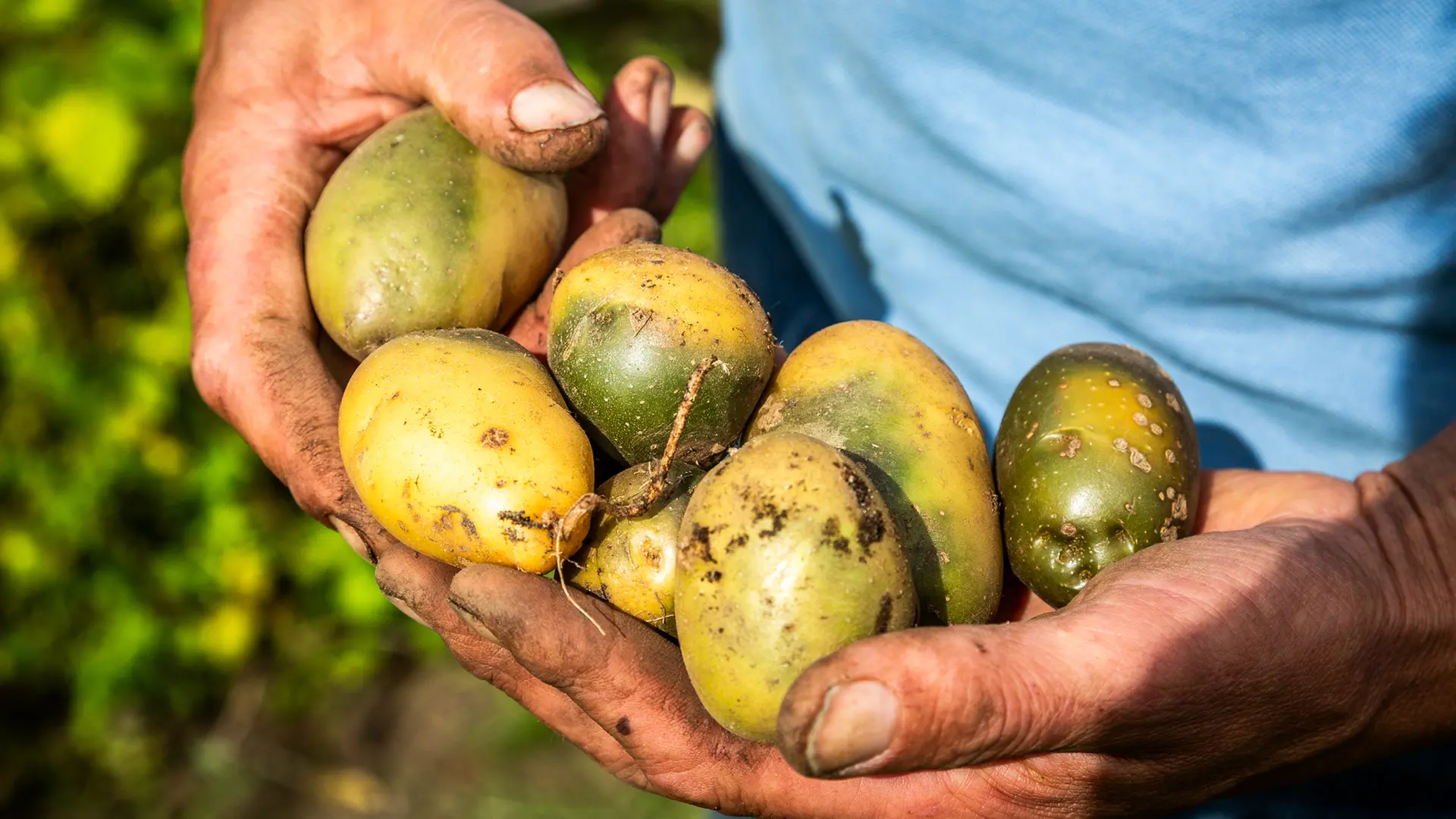 Planting Potatoes in Autumn: Advantages of the Irish Method