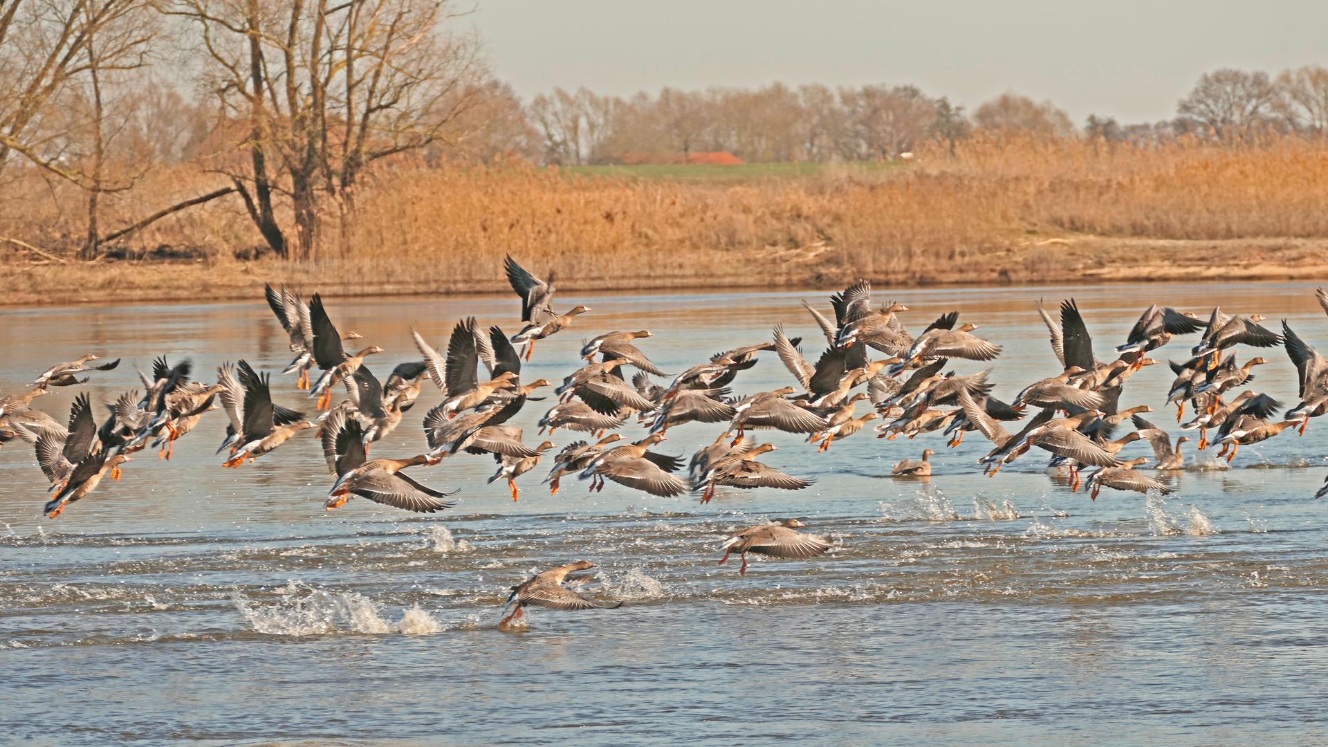 Wildgänse fliegen über der Elbe bei Hitzacker. | NDR, Uwe Bellstorf