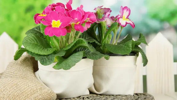 Zwei pink blühende Primeln in Töpfen mit Stoffverkleidung.