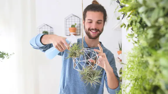 Ein Mann besprüht Tillandsien, die in einem Hängegestell wachsen.