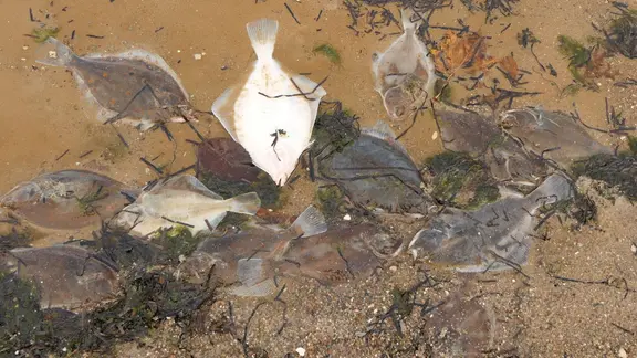 Zahlreiche tote Fische in der Ostsee vor Eckernförde.