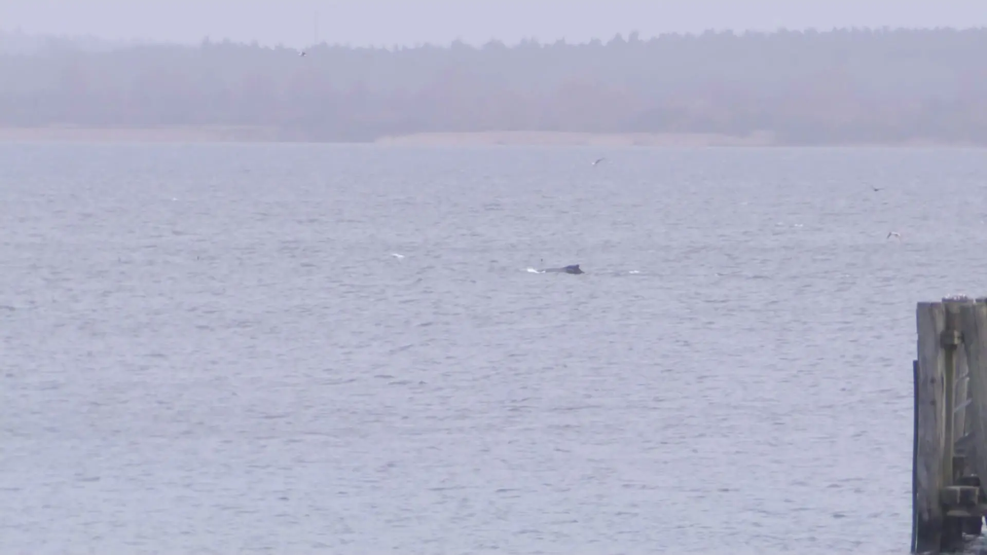 Liveticker: Buckelwal liegt vor Insel Poel wohl wieder auf