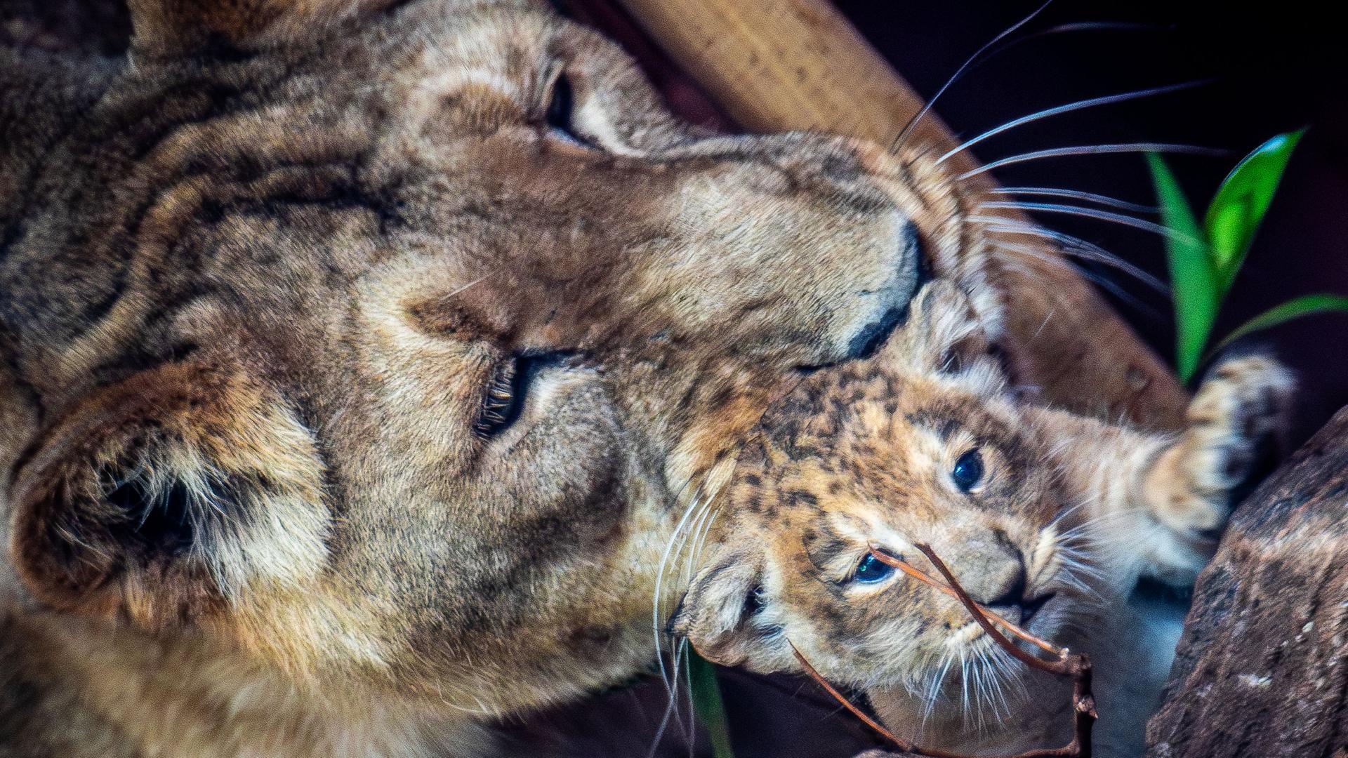 Nachwuchs im Schweriner Zoo: Löwen-Jungtier ist ein Mädchen