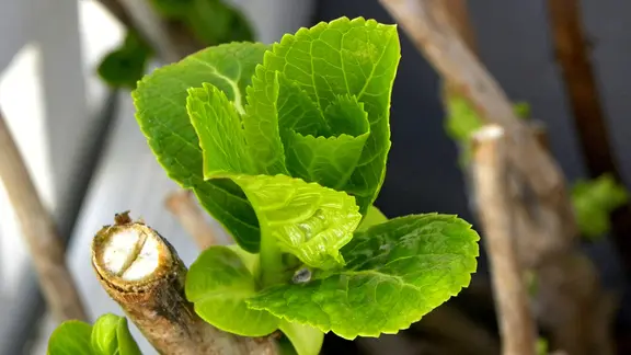 Austrieb einer zurückgeschnittenen Rispenhortensie | PantherMedia, KATIRINA Austrieb einer zurückgeschnittenen Rispenhortensie