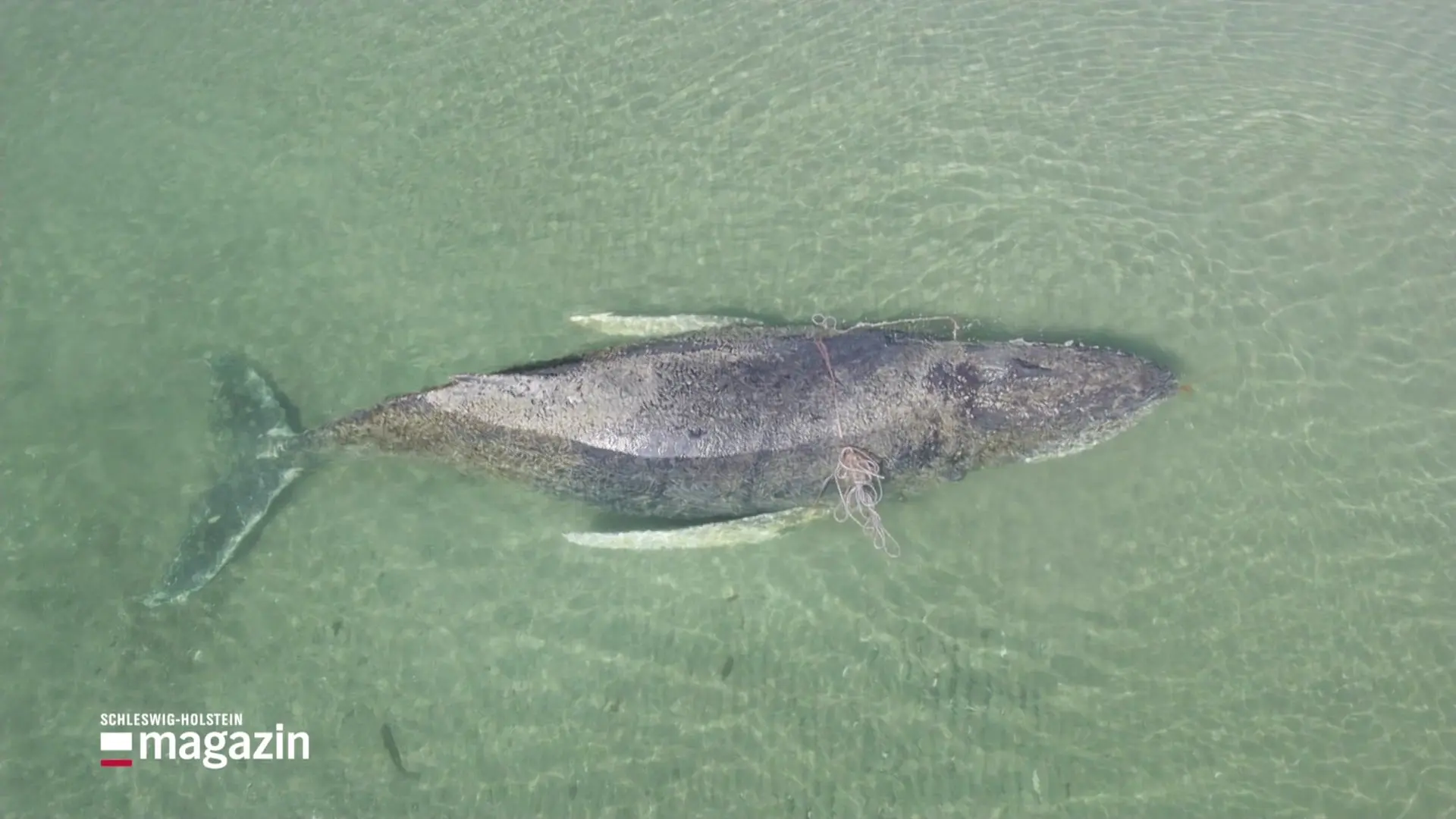 Buckelwal vor Poel erneut festgeschwommen