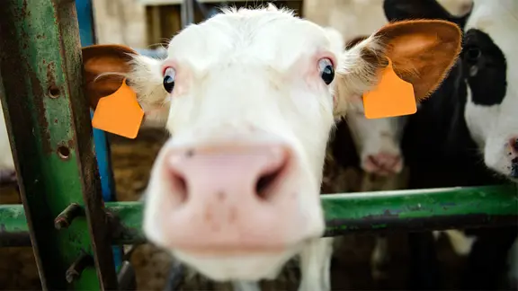 Nahaufnahme eines kleinen Kälbchens, das neugierig seinen Kopf über ein Gatter hinweg hält und direkt in die Kamera schaut.