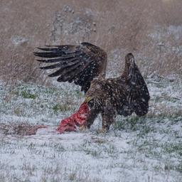 Ein Seeadler frisst Aas im Schnee.