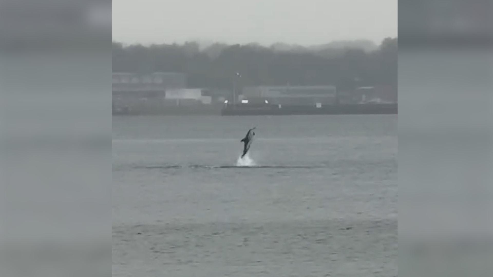 Sichtung in der Ostsee: Delfin in Eckernförde unterwegs?