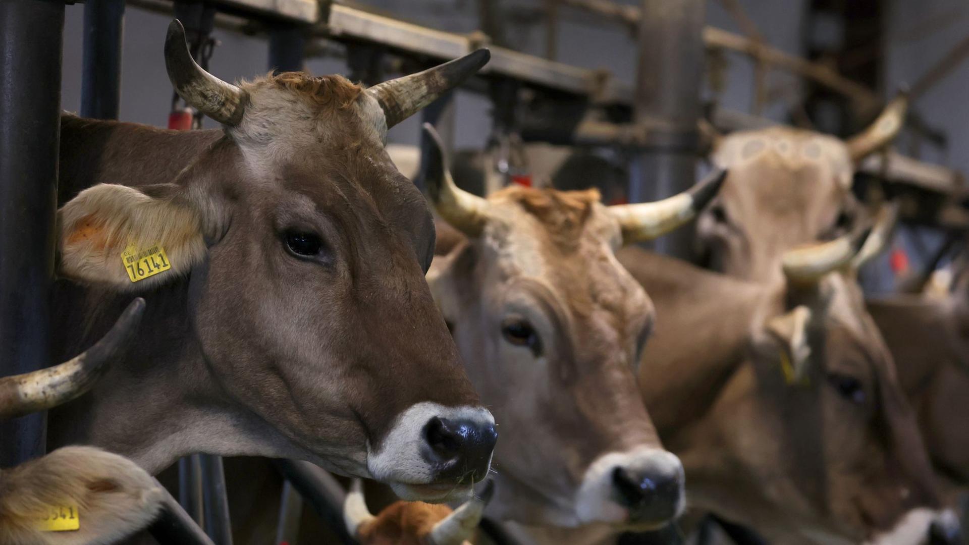 Rinder stehen auf einem Bauernhof in einem Stall für Anbindehaltung. | Karl-Josef Hildenbrand/dpa