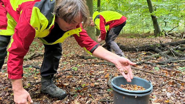 oberkulmer rotkorn saatgut Genießen Sie die Vollkommenheit: Bio Dinkel Oberkulmer Rotkorn ganzes Korn  kaufen main image 0