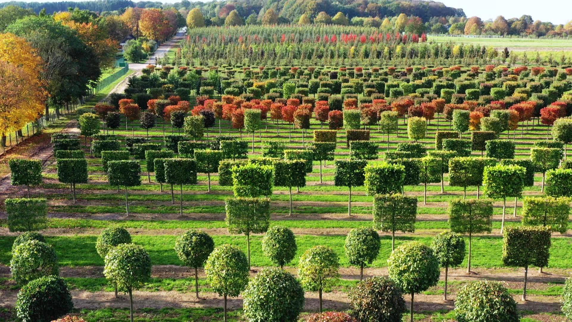 Die Baumschule aus der Vogelperspektive. | Screenshot