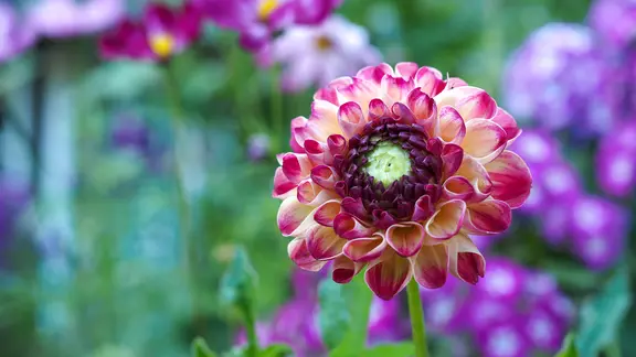 Nahaufnahme einer rosafarbenen Dahlie mit roten Blütenblatträndern vor lilafarbenem Phlox.