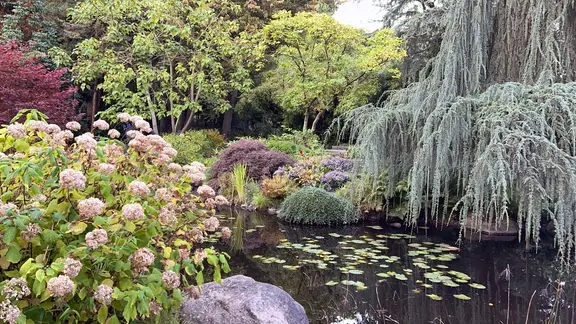 Sträucher, Bäume und ein kleiner Teich im Botanischen Garten in Klein Flottbek in Hamburg.